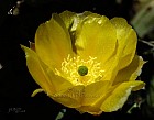 Thumbnail of a0113_cactus_0165_7.2in.jpg