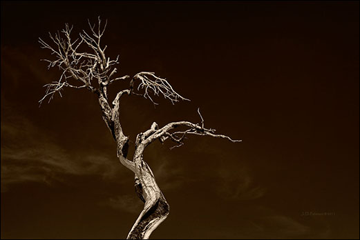 Juniper Tree after Wildfire Mojave Desert California